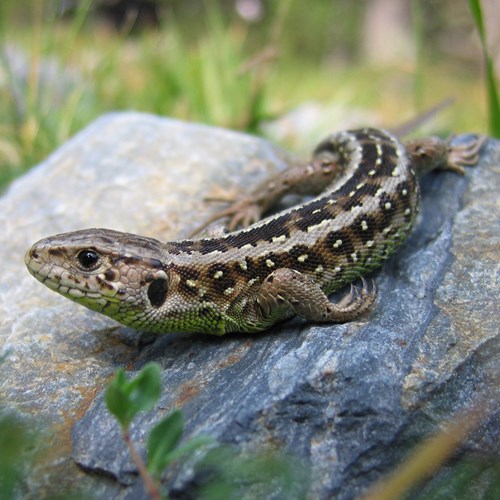 Lucertola degli arbustisu guida naturalistica di RikenMon