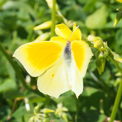 Gonepteryx cleopatra [L.]su guida naturalistica di RikenMon