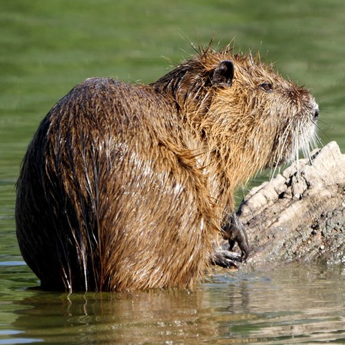 Nutriasu guida naturalistica di RikenMon