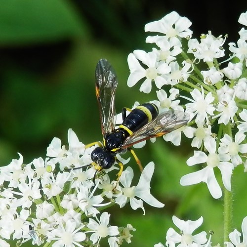 Tenthredo distinguenda [L.]op RikenMon's Natuurgids