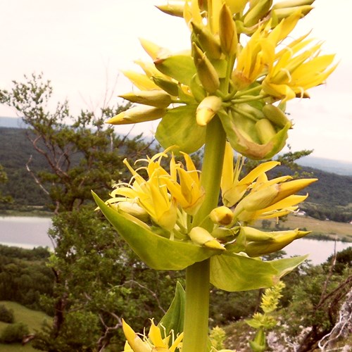 Great yellow gentianon RikenMon's Nature-Guide