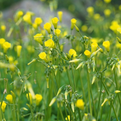 Knikkende klaverzuringop RikenMon's Natuurgids