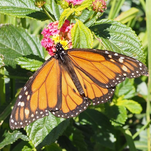 Mariposa monarcaEn la Guía-Naturaleza de RikenMon