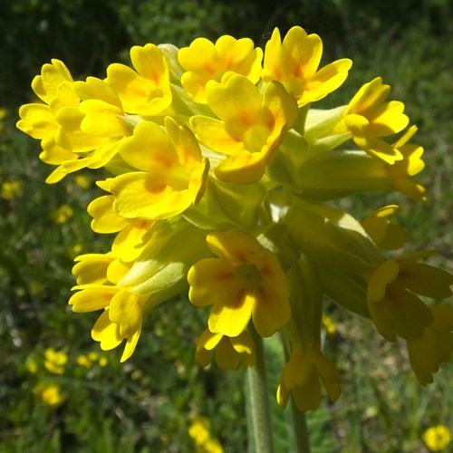 Primula veris [L.]En la Guía-Naturaleza de RikenMon