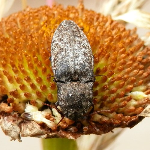 Agrypnus murinus [L.]Sur le Nature-Guide de RikenMon