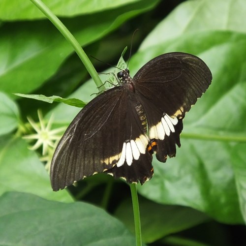 Papilio polytes [L.]op RikenMon's Natuurgids