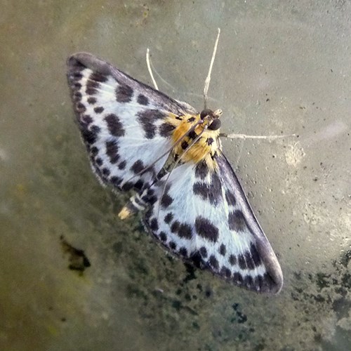 Eurrhypara hortulata [L.]su guida naturalistica di RikenMon