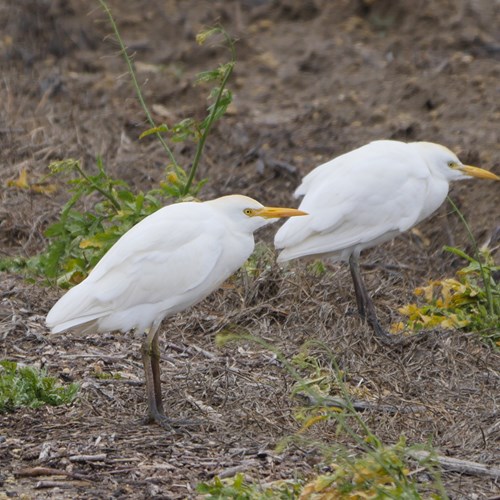 Cattle egreton RikenMon's Nature-Guide