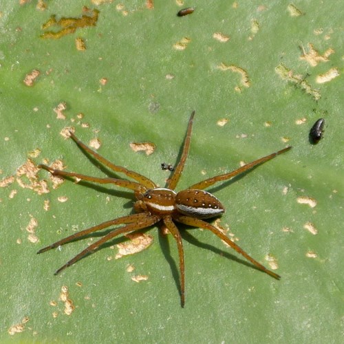 Dolomedes fimbriatus [L.]Em Nature-Guide de RikenMon