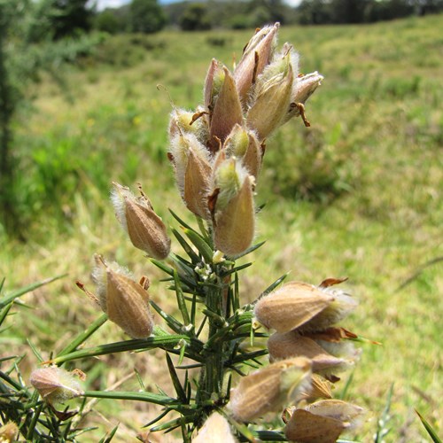 Ulex europaeus [L.]Em Nature-Guide de RikenMon