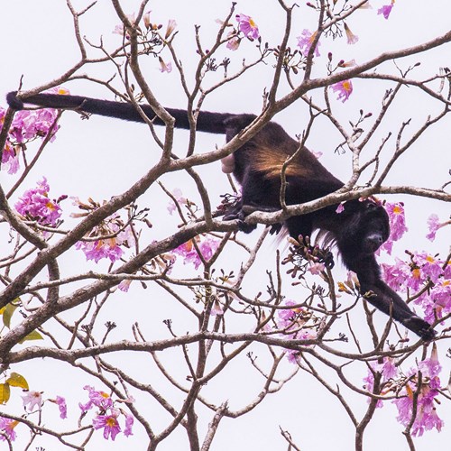 Aluatta dal mantello su guida naturalistica di RikenMon