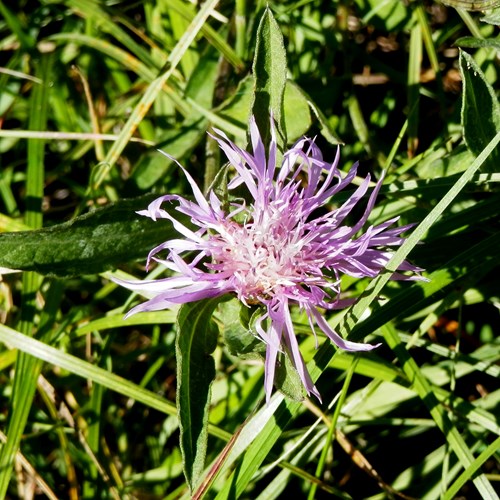 Centaurea scabiosa [L.]在RikenMon的自然指南