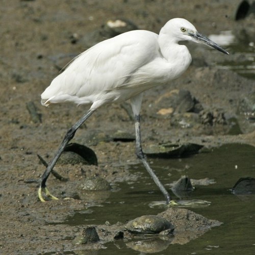 Kleine zilverreigerop RikenMon's Natuurgids