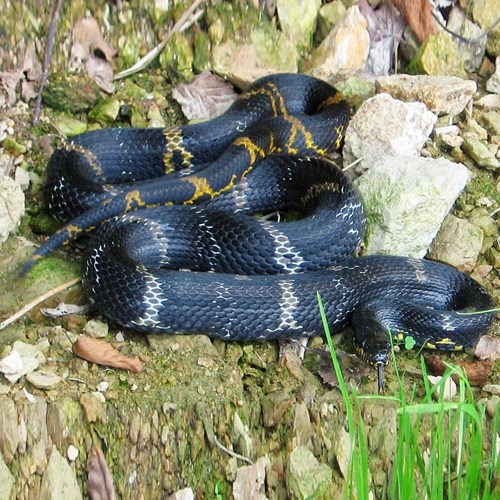 Elaphe schrenckii [L.]su guida naturalistica di RikenMon