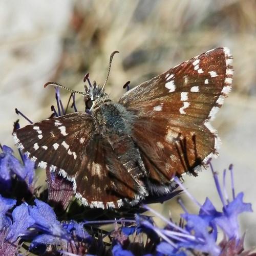 Pyrgus cirsii [L.]на Nature-Guide RikenMon в