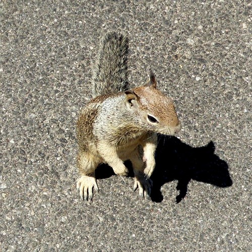 Californische grondeekhoornop RikenMon's Natuurgids