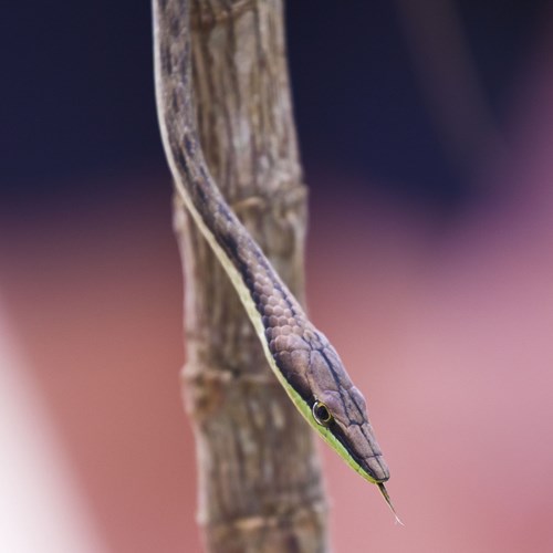 Oxybelis aeneus [L.]su guida naturalistica di RikenMon