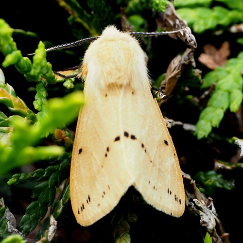 Spilosoma lutea [L.]Em Nature-Guide de RikenMon