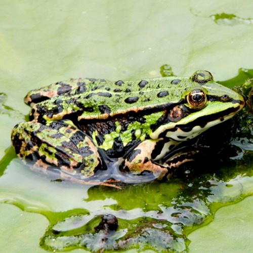 Rana europea común En la Guía-Naturaleza de RikenMon