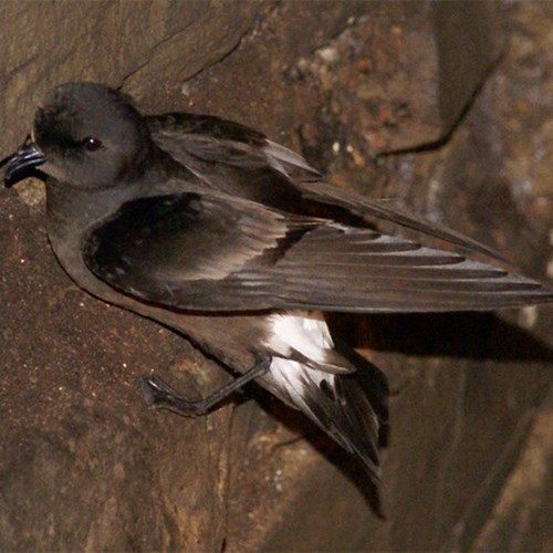 Uccello delle tempestesu guida naturalistica di RikenMon