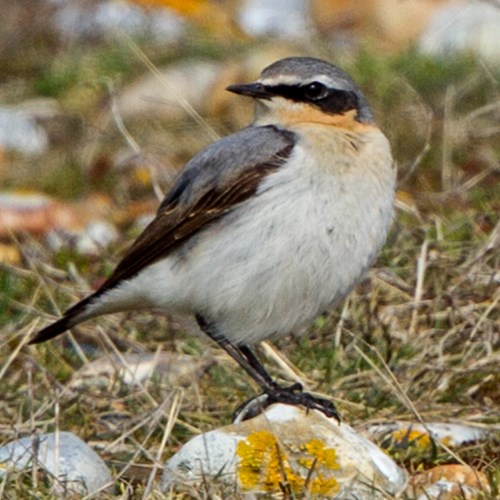 Collalba grisEn la Guía-Naturaleza de RikenMon