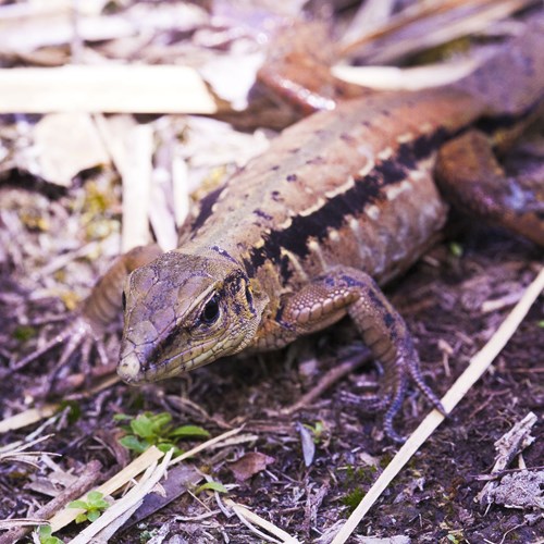 Ameiva festiva [L.]在RikenMon的自然指南