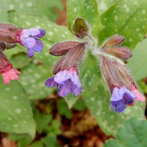 Pulmonaria officinalis [L.]在RikenMon的自然指南