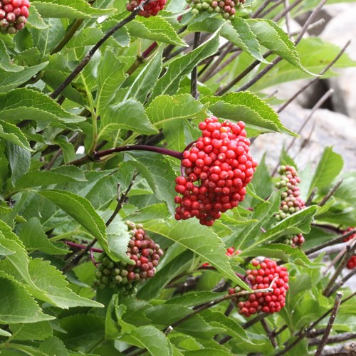 Sambucus racemosa [L.]su guida naturalistica di RikenMon