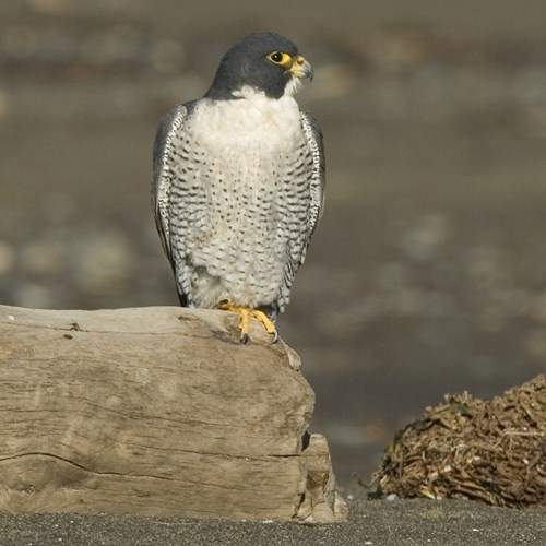 Halcón peregrinoEn la Guía-Naturaleza de RikenMon