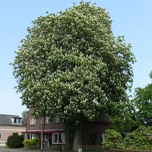 Witte paardenkastanjeop RikenMon's Natuurgids