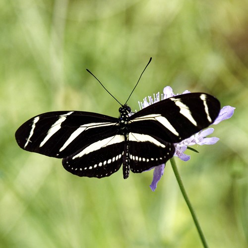 Heliconius charithonia [L.]En la Guía-Naturaleza de RikenMon