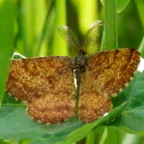 Ematurga atomaria [L.]su guida naturalistica di RikenMon