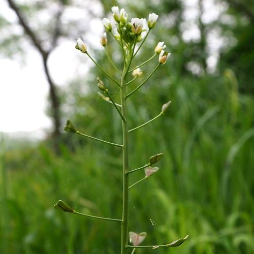 Bourse à pasteurSur le Nature-Guide de RikenMon