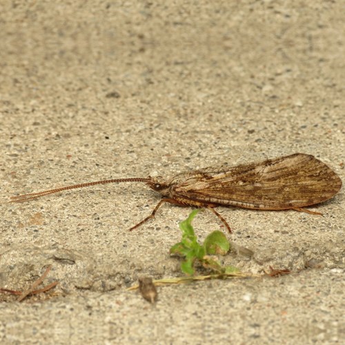 Grote schietmotop RikenMon's Natuurgids