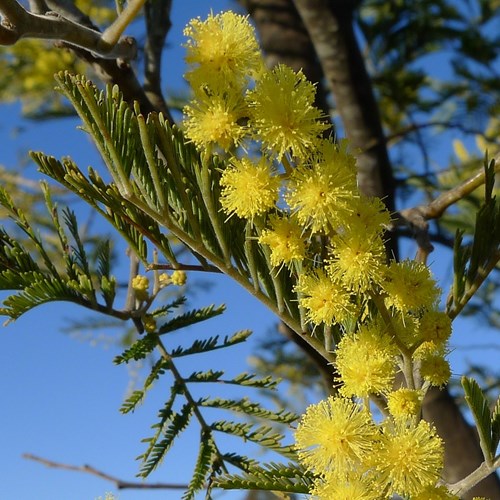 Acacia dealbata [L.]Sur le Nature-Guide de RikenMon