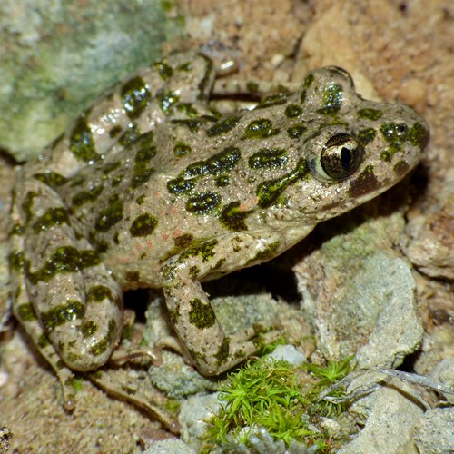 Pelodytes punctatus [L.]在RikenMon的自然指南