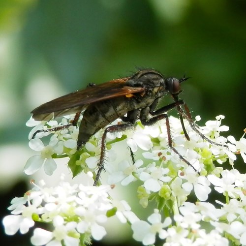 Empis tessellata [L.]En la Guía-Naturaleza de RikenMon