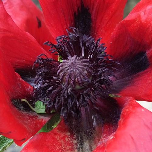 Papaver orientale [L.]En la Guía-Naturaleza de RikenMon