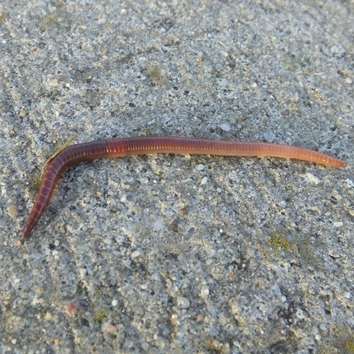 Lumbricus terrestris [L.]на Nature-Guide RikenMon в