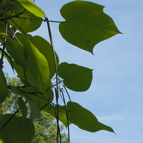 Catalpa bignonioides [L.]su guida naturalistica di RikenMon