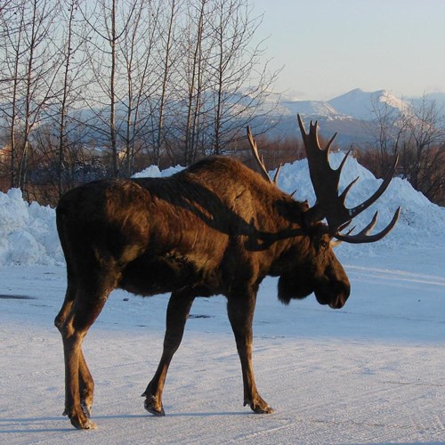 Alcesu guida naturalistica di RikenMon