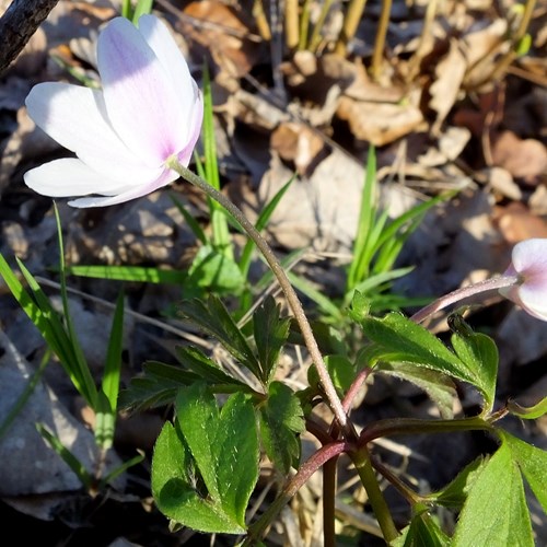 Anemone dei boschi su guida naturalistica di RikenMon