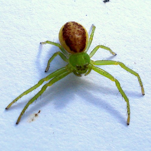 Green crab spideron RikenMon's Nature-Guide