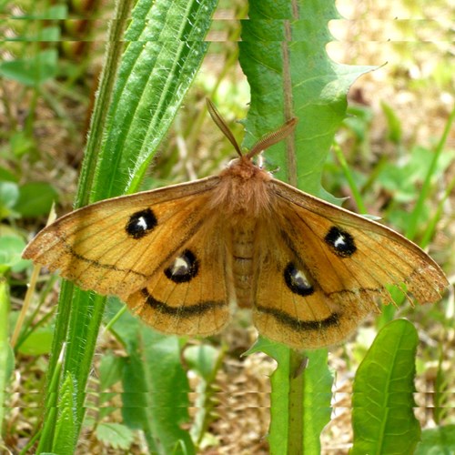 Aglia tau [L.]su guida naturalistica di RikenMon