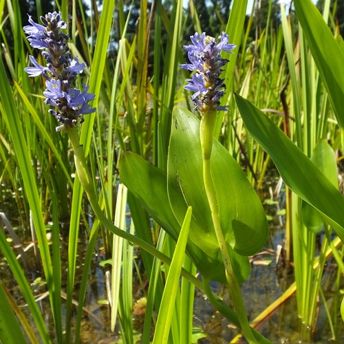 Pontederia cordata [L.]su guida naturalistica di RikenMon