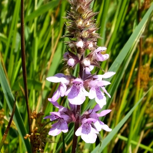 Stachys palustris [L.]Em Nature-Guide de RikenMon