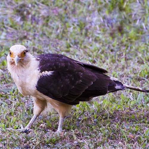 Caracara testagiallasu guida naturalistica di RikenMon