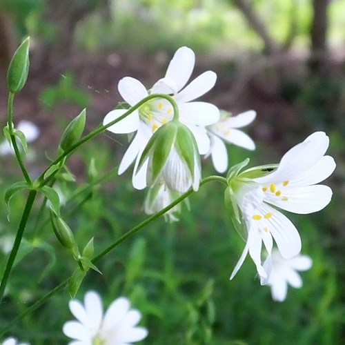 Stellaria holostea [L.]su guida naturalistica di RikenMon