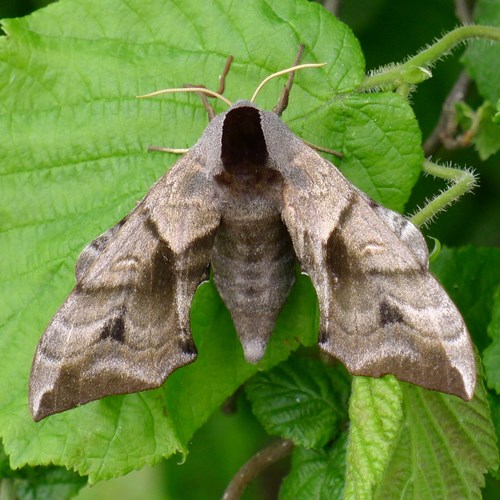 Pauwoogpijlstaartop RikenMon's Natuurgids