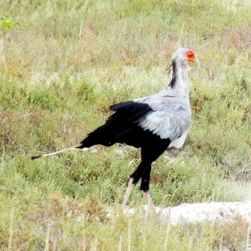 Segretariosu guida naturalistica di RikenMon